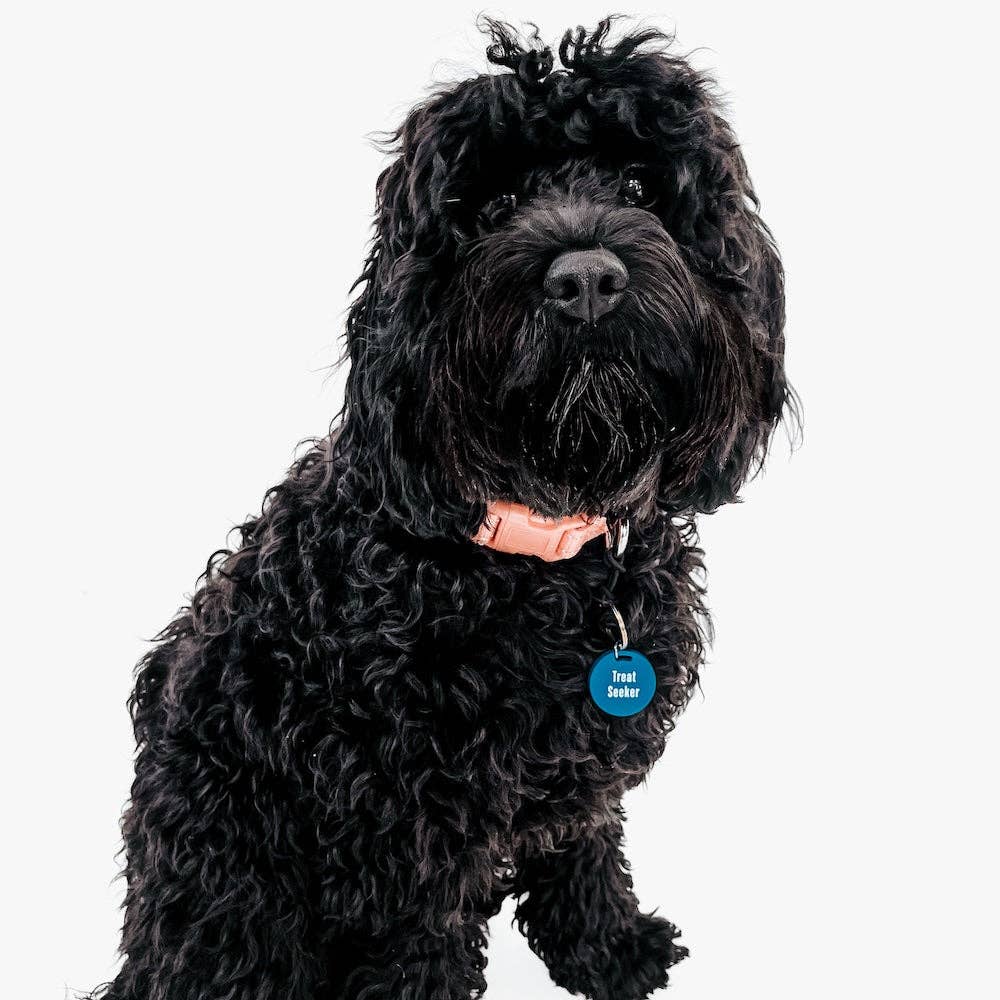 Pretty Simple - Gus & Co - Dog Tag and Keychain Set Wholesale