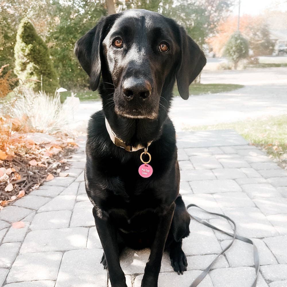 Pretty Simple - Gus & Co - Dog Tag and Keychain Set Wholesale