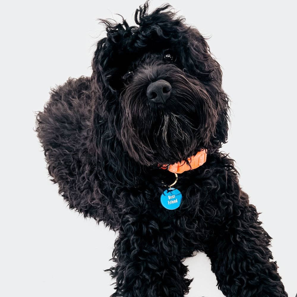 Pretty Simple - Gus & Co - Dog Tag and Keychain Set Wholesale