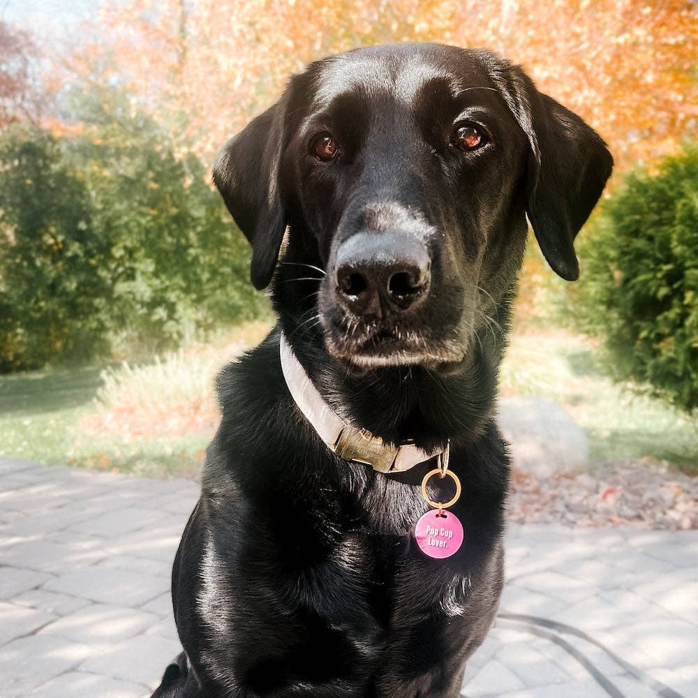 Pretty Simple - Gus & Co - Dog Tag and Keychain Set Wholesale